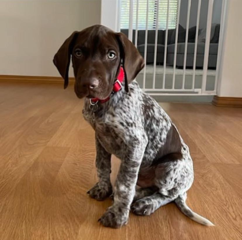 German Shorthaired Pointers Balo