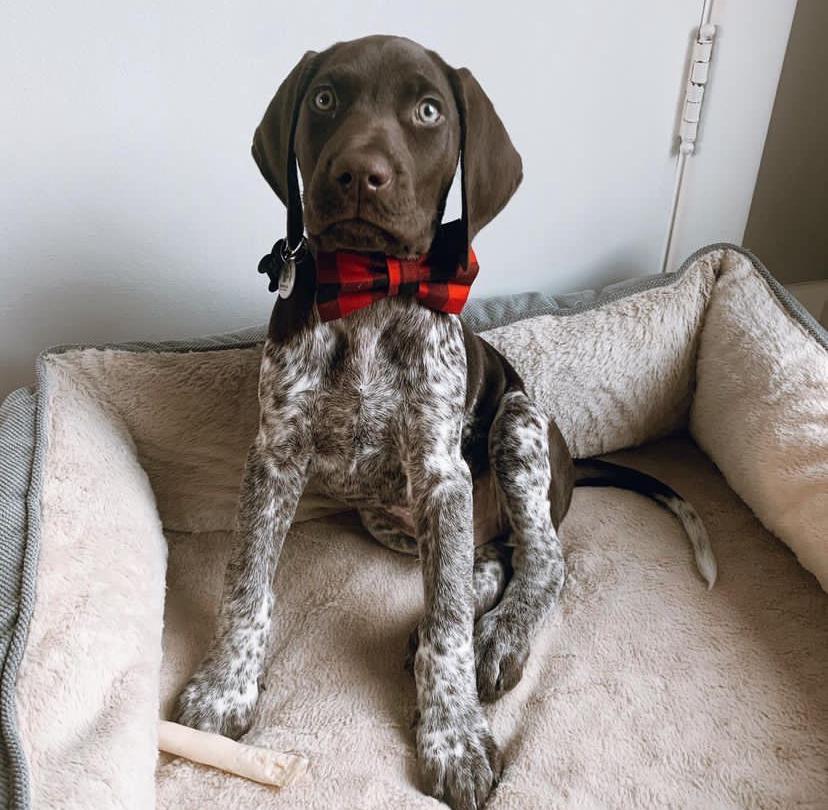 German Shorthaired Pointers