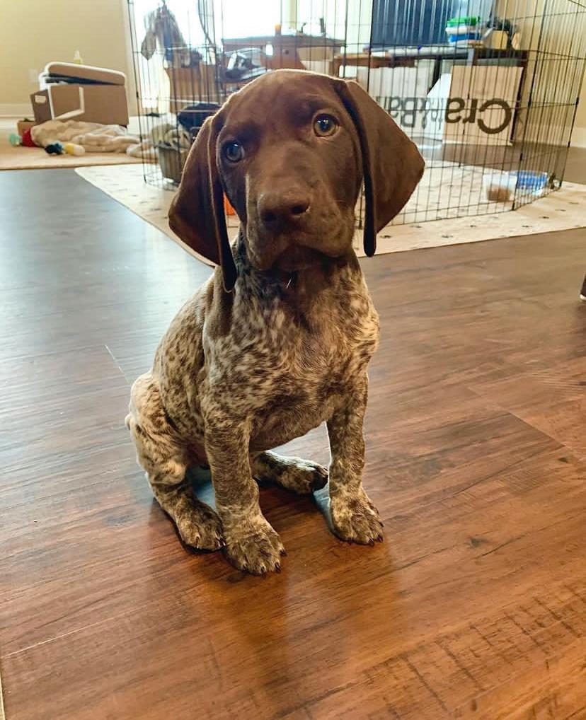 German Shorthaired Pointers Lily