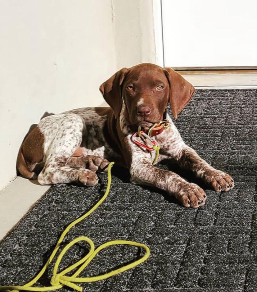 German Shorthaired Pointers Mile