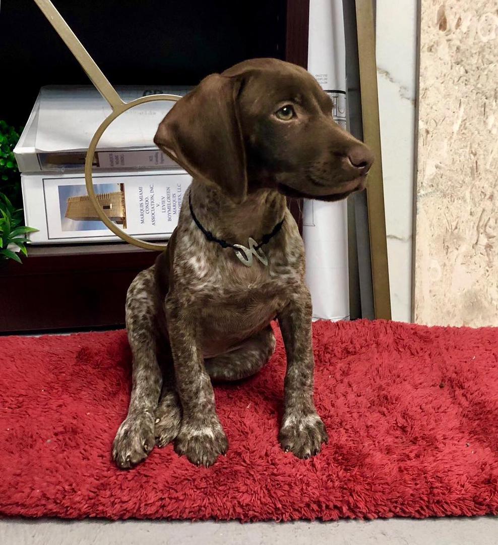 German Shorthaired Pointers Jenny