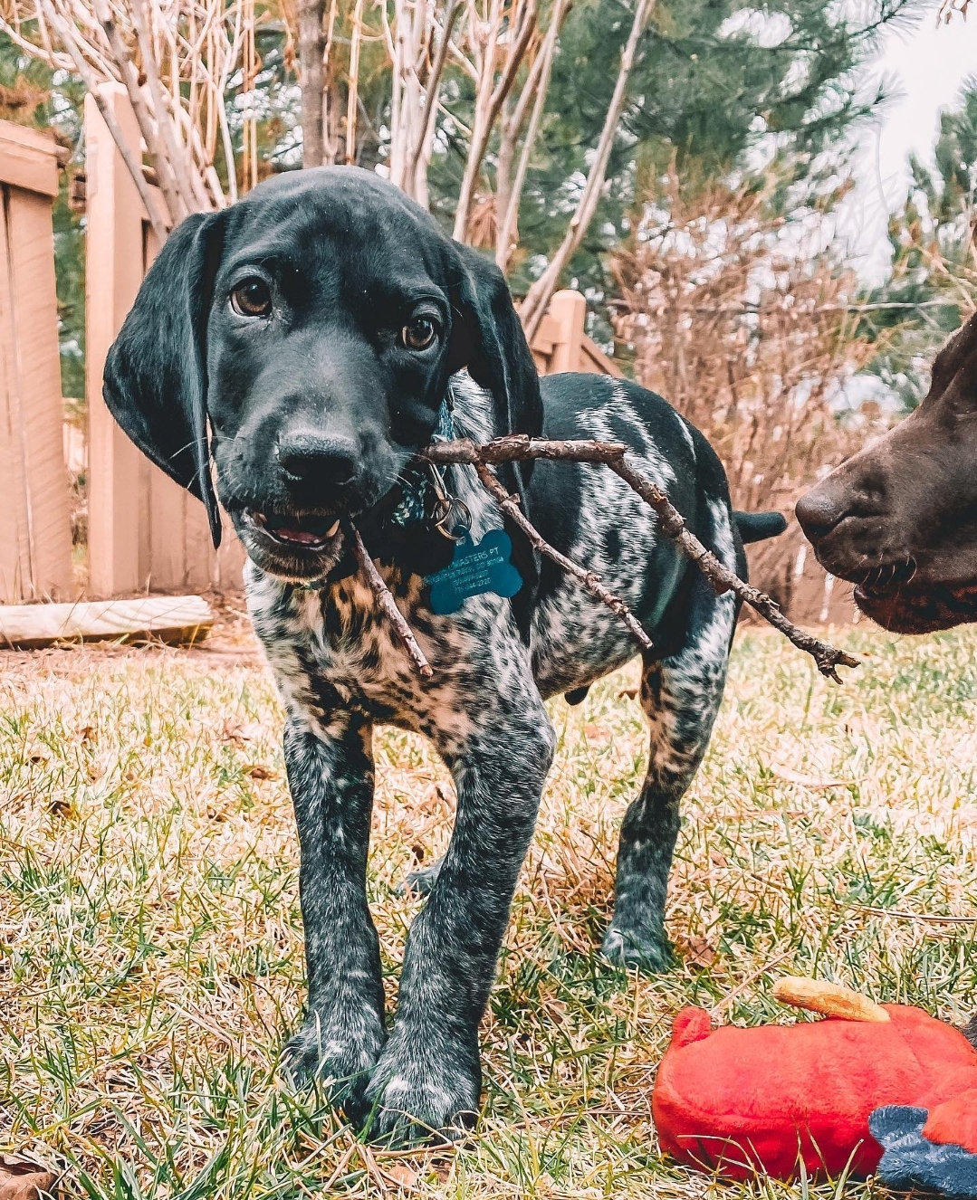German Shorthaired Pointers Phil