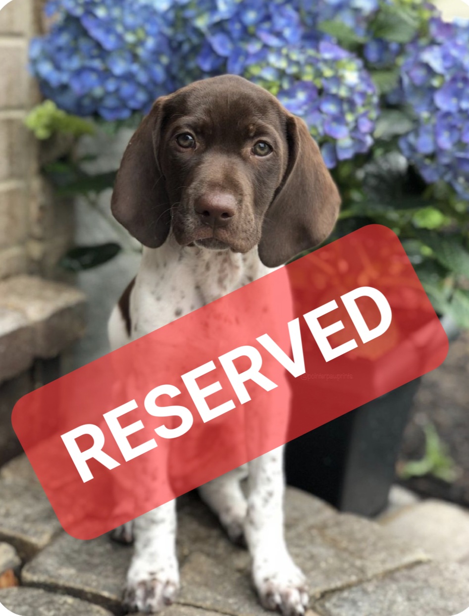 German Shorthaired Pointers BEN