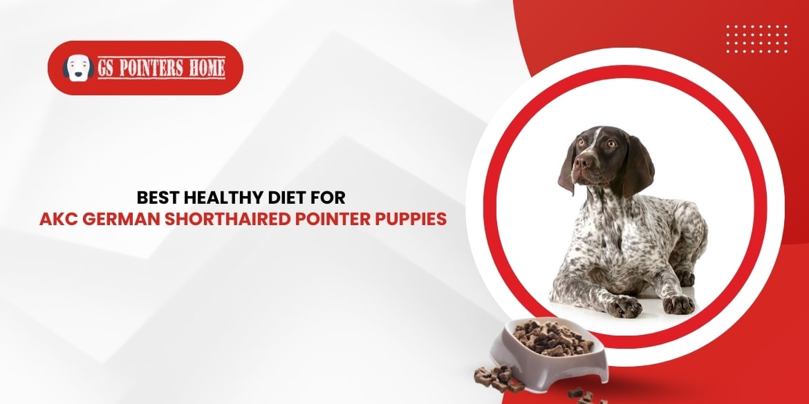 AKC German Shorthaired Pointer Puppies