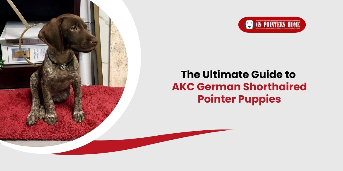 AKC German Shorthaired Pointer Puppies