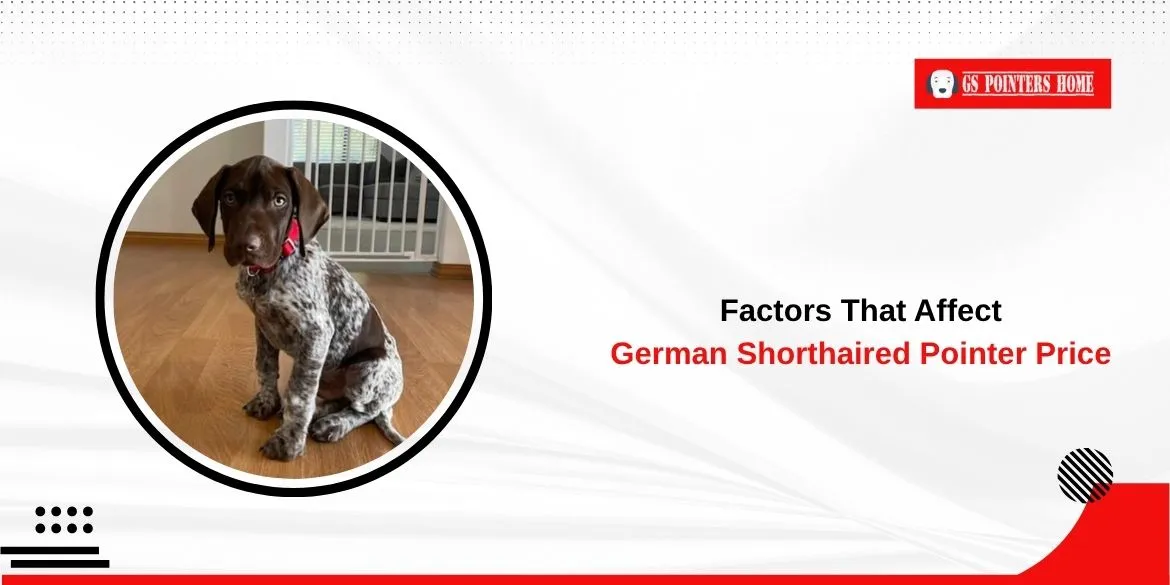 German Shorthaired Pointer Price