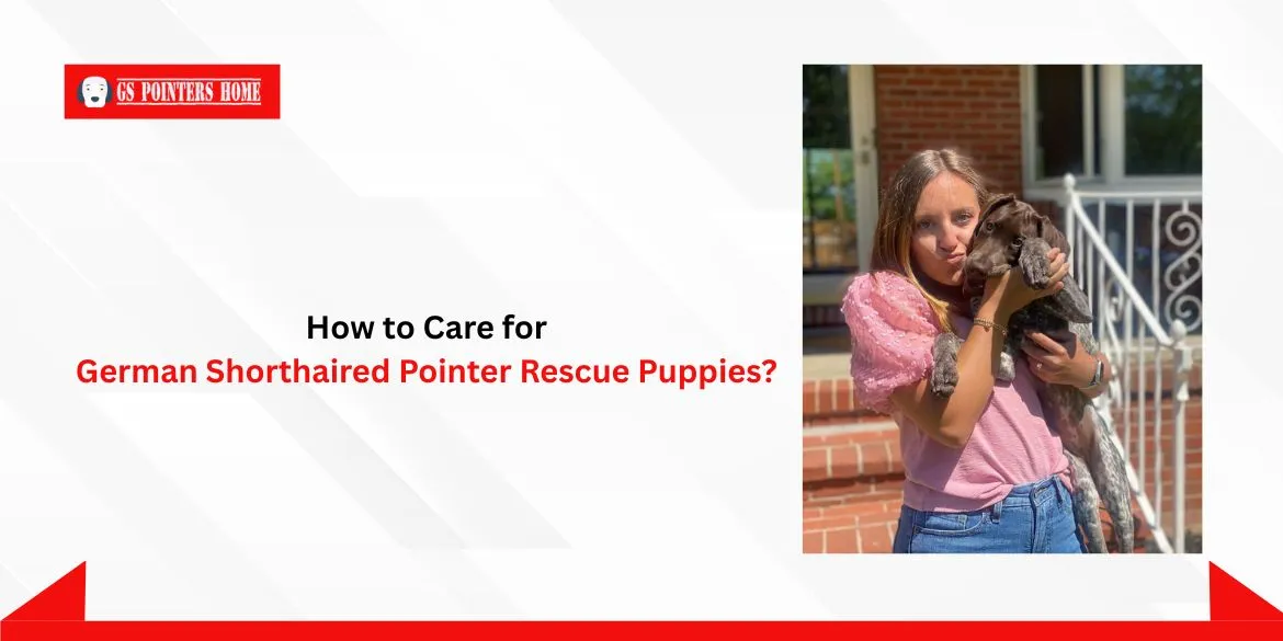 German Shorthaired Pointer Rescue Puppies