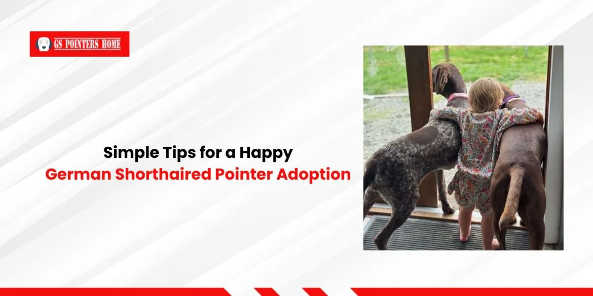 German Shorthaired Pointer Adoption