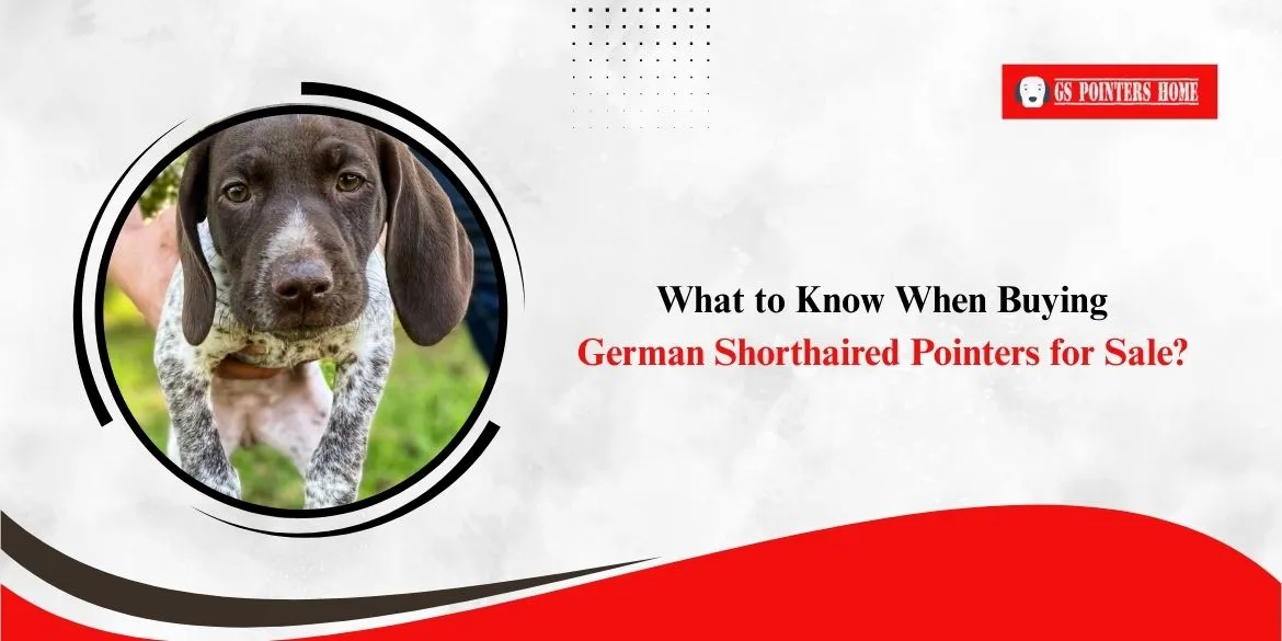 German Shorthaired Pointers for Sale in Mn